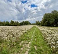 NA PREDAJ | investičný developerský pozemok | Rusovce |  - Lúka s kvetmi a cestou v Bratislave - Rusovciach na Developerských pozemkoch Pri Pieskovom Hone.