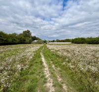 NA PREDAJ | investičný developerský pozemok | Rusovce |  - Kvitnúca lúka na Developerských pozemkoch v Bratislave - Rusovciach na ulici Pri Pieskovom Hone.