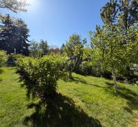 Pozemok vhodný na výstavbu, Moravany nad Váhom - Záhrada s ovocnými stromami a kríkmi na Kosteleckej ulici v Moravanoch nad Váhom, Pozemky - bývanie.