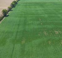 Trhovište – 5.894 m2 POZEMOK na mobilný dom so stavebným potenciálom  - Lúka v Rekreačných pozemkoch Trhovišťa obklopená stromami a sieť elektrického vedenia.