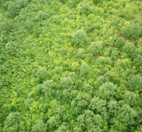 Na predaj 13,8 ha agropôdy v Trebušovciach – 11,5 ha ucelený pozemok  - Husté lesné porasty v oblasti poľnohospodárskych a lesných pozemkov v Trebušovciach.