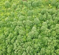Na predaj 13,8 ha agropôdy v Trebušovciach – 11,5 ha ucelený pozemok  - Letecký pohľad na hustý les v oblasti poľnohospodárskych a lesných pozemkov Trebušovce.