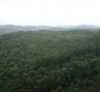 Na predaj 13,8 ha agropôdy v Trebušovciach – 11,5 ha ucelený pozemok  - Zalesnené poľnohospodárske a lesné pozemky v okolí Trebušoviec, s výhľadom na kopcovitú krajinu.