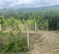 PREDAJ/ Krásna chalupa s vinicou/Jablonov nad Turňou - Vinica pri Chate v Jablonove nad Turňou s výhľadom na zalesnené kopce.