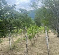 PREDAJ/ Krásna chalupa s vinicou/Jablonov nad Turňou - Vinice v malebnej krajine Jablonova nad Turňou obklopené zeleňou a kopcami.