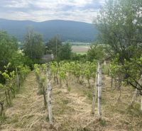 PREDAJ/ Krásna chalupa s vinicou/Jablonov nad Turňou - Vinice neďaleko chaty v Jablonove nad Turňou s výhľadom na hory.