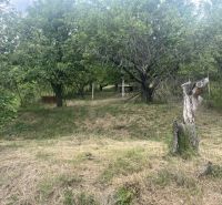 PREDAJ/ Krásna chalupa s vinicou/Jablonov nad Turňou - Záhrada s trávnikom a stromami v okolí chaty v Jablonove nad Turňou.