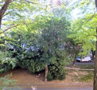 Pekný 2i byt, REKONŠTRUKCIA, Tichá časť, Trenčianska ulica, Nivy - Zeleň a stromy na Trenčianskej ulici v Bratislave - Ružinove, pri 2-izbovom byte.