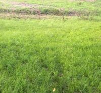 Na predaj stavebné pozemky - 7 500 m² v obci Zubné. - Zelené trávnaté plochy a stromy v okolí zvláštnych nehnuteľností v Zubnom.