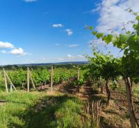 3-podlažný vínny domček s vinicou v obci Vinica, okr. V. Krtíš. - Vinice v meste Vinica s modrou oblohou, viničom a zeleňou v letnom počasí.