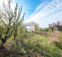 Záhrada/podnikanie?  2.000 m2 pozemok - 3 min. od mesta Nitra - Pozemky - bývanie v Nitre s rozkvitnutými stromami pod jarnou oblohou.