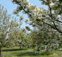 Kúpime pôdu, záhradu, vinohrad v okrese Senec. - Kvitnúce ovocné stromy na rekreačných pozemkoch, ideálne pre pokojnú relaxáciu.