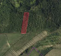 Behynce – 5.439 m2 LESNÝ pozemok v podiele 1/1 – Predaj - Poľnohospodárske a lesné pozemky v Tornali, zreteľné ohraničenie parcely v červenej farbe.
