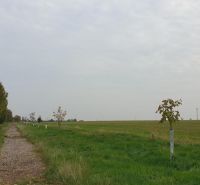 Investičná príležitosť. Pôda pri budmerickom kaštieli. - Poľná cesta na ulici Pod kašteľom, vedľa poľnohospodárske a lesné pozemky, sadené stromy.