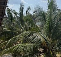 OFF-PLAN VILA MAPUMZIKO S 1 SPALŇOU NA ZANZIBARE  - Palmy v záhrade rodinného domu v Pwani Mchangani pod modrou oblohou.