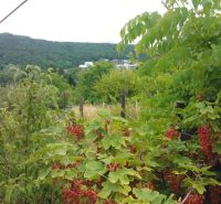 Rekreačná chata s výhľadom na Líščie údolie a Yuventu, Karlová Ves - Záhrada s kerami ríbezlí obklopená prírodou v Karlovej Vsi na ulici Karloveská.