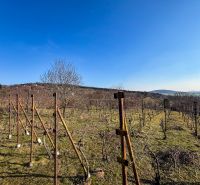 Krásna vinica pri Nitre - 895 m2  - Vinice na Ambrovej ulici v Nitre s výhľadom na okolitú krajinu.