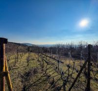 Krásna vinica pri Nitre - 895 m2  - Vinice v Nitre na Ambrovej ulici, slnečný deň s jasnou oblohou a výhľadom na kopce.