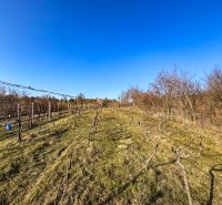 Krásna vinica pri Nitre - 895 m2  - Vinice na ulici Ambrova v Nitre, slnečný deň s bezoblačnou oblohou.
