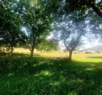  NA PREDAJ Priestranný rodinný dom s farmou  Detva - Záhrada rodinného domu v Detve so stromami a zeleným trávnikom.