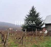 EXKLUZÍVNE NA PREDAJ Chata bez nutnosti investícií - VINNÉ - Vinnica pri chate v obci Vinné s ihličnanom v pozadí a kopcovitou krajinou.