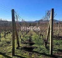 Na predaj chata s vinicou a 2 pivnicami, obec Viničky-Zajačí skok, okr - Vinič na pozemku rodinného domu na ulici Viničky vo Viničkách.