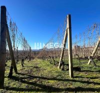 Na predaj chata s vinicou a 2 pivnicami, obec Viničky-Zajačí skok, okr - Vinica v obci Viničky s drevenými oporami a čistou modrou oblohou.