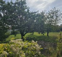 RD v Dolných Krškanoch s veľkou záhradou - 919m2 - Záhrada pri rodinnom dome na Dvorčanskej ulici v Nitre s ovocnými stromami.