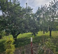 RD v Dolných Krškanoch s veľkou záhradou - 919m2 - Záhrada s ovocnými stromami na Dvorčanskej ulici v Nitre pri rodinnom dome.