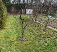 Záhrada Levice - Podhradie 311m2 - Záhrada na ulici Podhradie v Leviciach so stromami a trávnatým povrchom.