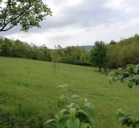 Dva vidiecke domy na pozemku 1,6ha D. Strehová (Prieloh), V. Krtíš. - Rozľahlý zelený trávnatý pozemok s ovocnými stromami obklopený lesom.