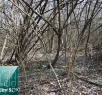 NOVÁ CENÁ !! GABČÍKOVO - NA PREDAJ rekreačný a lesný pozemok v panensk - Lesný pozemok s hustými stromami na predaj v Starom prístave Gabčíkovo. Pozemky - bývanie.