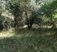 Na predaj pozemok v lese Hrabičov - Rekreačné pozemky v Hrabičove s hustým porastom stromov a bujnou zeleňou.