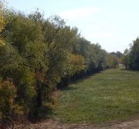 Pozemok s výmerou 511m2 v Martovciach-pri rieke Žitava. - Záber na zelenú lúku obklopenú stromami na Rekreačných pozemkoch v Martovciach.