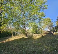 Na predaj útulná záhrada v Košiciach, MČ Krásna, Šípková ul. - Záhrady na Šípkovej ulici v Košiciach, mestskej časti Krásna plné zelených stromov.