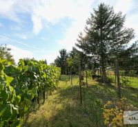 Starší rodinný dom s veľkou záhradou v obci Štefanová | okres Pezinok - Záhrada pri rodinnom dome v Štefanovej na Hlavnej ulici s viničom a stromami.