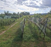 Predáme pozemok s RD v obci Viničné  - Vinica v obci Viničné na Hlavnej ulici, určená na bývanie.
