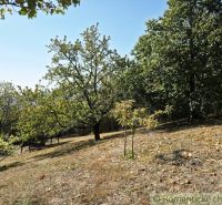 Chata na celoročné bývanie v Modrom Kameni, okres Veľký Krtíš - Záhrada pri chate v Modrom Kameni s ovocnými stromami na svahovitom teréne.