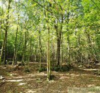 3106m2 stavebný pozemok nad priehradou v Krupine - Pod lesnými stromami v Krupine slnečné lúče presvitajú do záhrad.