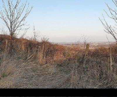  Neobrábaný vinohrad v Rači na predaj, Hofnáre