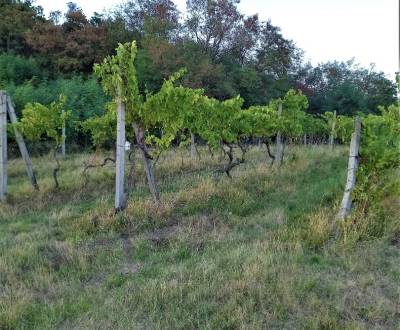 Predaj vinohradu 12 árov lokalita BA-VINOHRADY