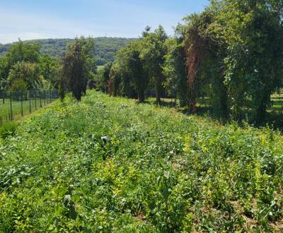 Veľkorysý stavebný pozemok v obci Edelstal 