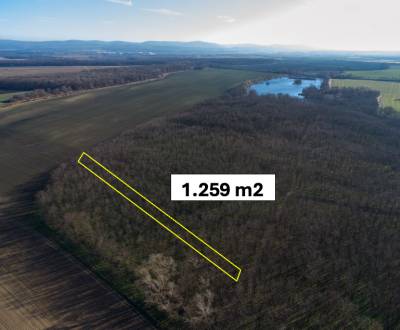Vysoká pri Morave – 1.259 m2 LES v pozemkových úpravách