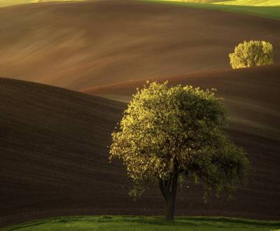 Závada – 1.836 m2 m2 ORNÁ PÔDA a LES