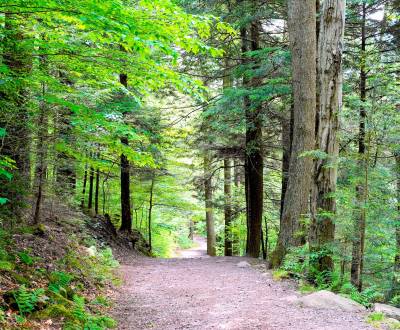 Čičarovce - 4.700 m2 LESNÉ POZEMKY