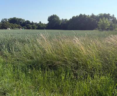 Bojná-krásny veľký pozemok na stavbu RD, 37- árov, šírka 19m