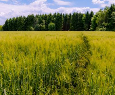 Slovenské Krivé – Poľnohospodárska pôda v 1/1