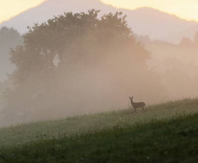 Priekopa – 1.460 m2 LESNÉ POZEMKY – PREDAJ
