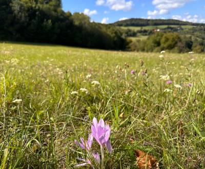 Brusno, Pohronský Bukovec – 4.869 m2 LESOV (Urbáru) – PREDAJ