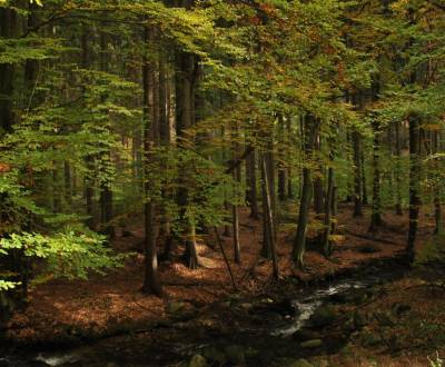 Liptovský Trnovec – 5.072 m2 LESOV (Urbáru) – PREDAJ